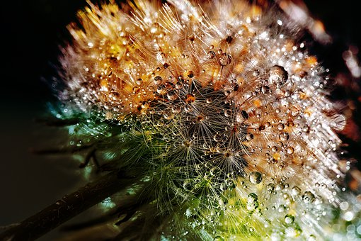  Dandelion 